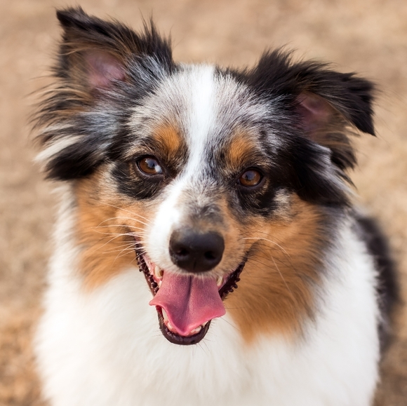 Meet your Posher, Gabrielle - Picture 1 of 1